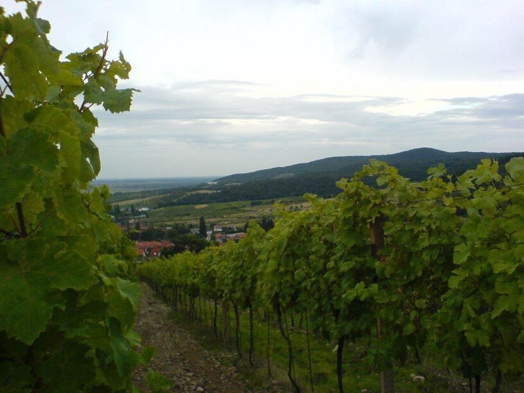 Villa Vinica Limbach Extérieur photo